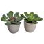 ECHEVERIA IN POT 13CM ASSORTED