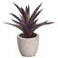 ALOE IN POT 22CM PURPLE