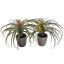 TILLANDSIA IN POT 22CM GREEN