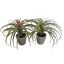 LARGE TILLANDSIA IN POT 26CM GREEN