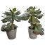 LARGE SUCCULENT IN POT 38CM GREEN
