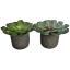 ECHEVERIA IN POT 14CM GREEN