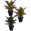 MEDIUM PINEAPPLE PLANT IN POT 35CM ASSORTED