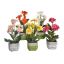 MINI GERBERA IN POT 27CM ASSORTED