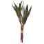 ALOE BUNDLE X 3 40CM GREEN