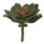MEDIUM ECHEVERIA 15CM GREEN