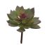 MEDIUM ECHEVERIA 15CM GREY