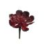SMALL AGAVE 9CM BURGUNDY