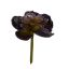AGAVE PURPLE 12CM GREEN