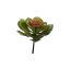 ECHEVERIA 12CM LIGHT GREEN