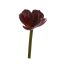 SMALL AGAVE PICK 11CM BURGUNDY