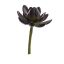 SUCCULENT PICK 11CM PURPLE GREEN