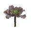 SUCCULENT 13CM GREEN PURPLE
