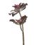 AGAVE X 2 H 51CM GREEN RED