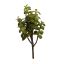 SUCCULENT PLANT 21CM GREEN