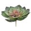 LARGE ECHEVERIA 16CM GREY