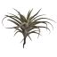 BIG FLOCKED TILLANSIA 45CM GREY