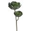 ECHEVERIA PICK X 2 52CM GREY