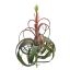 LARGE TILLANSIA W/FLOWER 60CM GREEN