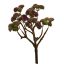 BERRY PLANT 24CM PINK
