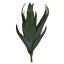 MEDIUM ALOE 53CM GREEN