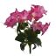 PETUNIA BUSH X 6 35CM BEAUTY