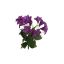 PETUNIA BUSH X 6 35CM PURPLE