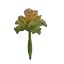 ECHEVERIA PICK 12CM GREEN PINK