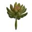 ECHEVERIA PICK 14CM GREEN PINK