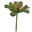 ECHEVERIA PICK 17CM GREEN PINK