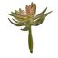 ECHEVERIA PICK 12CM GREEN PINK
