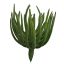 ECHEVERIA PICK 15CM GREEN