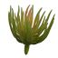 ECHEVERIA PICK 15CM GREEN PINK