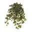 KANGAROO IVY HANGING BUSH X 12 60CM GREEN CREAM