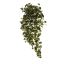 KANGAROO IVY HANGING BUSH X 18 114CM GREEN CREAM