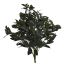OLIVE BUSH X 7 W/FRUIT 55CM GREY
