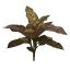 MEDIUM LEAVES BUSH X 7 W/22 LVS 41CM PINK DIEFENBACHIA