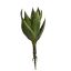 ALOE PLANT 40CM GREEN