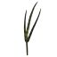 SANCEVERIA PICK X 3 H 24CM GREEN