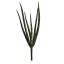 SANCEVERIA PICK X 5 H 24CM GREEN