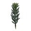 SUCCULENT PICK 22CM GREY