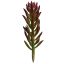 SUCCULENT PICK 22CM GREEN RED
