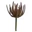 SUCCULENT PICK 19CM BURGUNDY