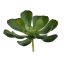 MEDIUM ECHEVERIA 12CM GREEN