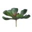 MEDIUM ECHEVERIA 12CM GREY