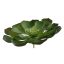 LARGE ECHEVERIA 11CM GREEN