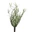 SENECIO BUSH 47CM GREEN