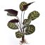 CALATHEA 50CM TWO TONE GREEN