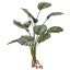 CALATHEA 50CM WHITE GREEN