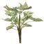 SYNGONIUM BUSH 36CM GREEN